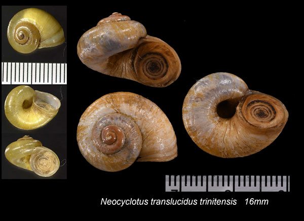 マルガリータヤマタニシ (仮称) Neocyclotus translucidus small