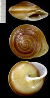 ヒトハココアマイマイ Pleurodonte lamarckii small