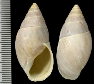 オカカクタニシの仲間04 Bostryx depstus chontabambaensis small