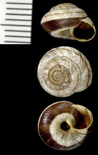 コダママイマイの仲間04 未詳 Oreohelix pygmaea small