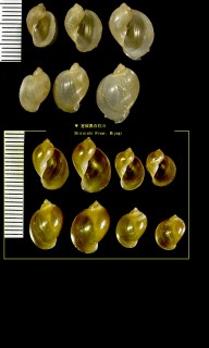 モノアラガイ Radix japonica small