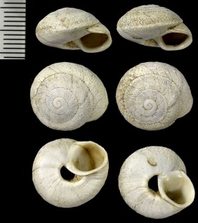 イスラエルのカタツムリ02 Sphincterochila cariosa small