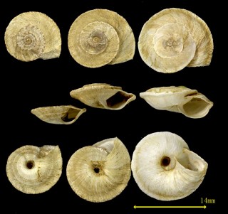 ニセジャコスタオカウズマキ (仮称) Trochoidea pseudojacosta small
