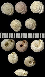 マデイラのエスカルゴの仲間09 Geomitra coronata small