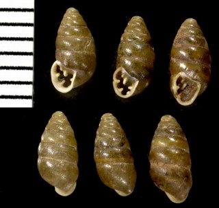 イツツバキセルガイモドキ (仮称) Euchondrus chondriformis small