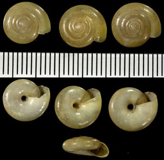 ウスグチベッコウの一種02 Oxychilus orientalis small