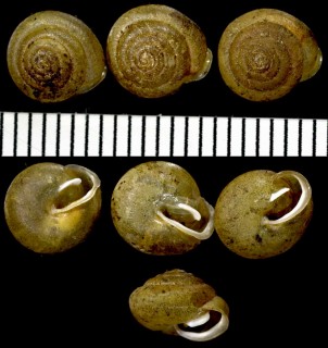 クチイチモンジマイマイの仲間 Cryptomastix germana small