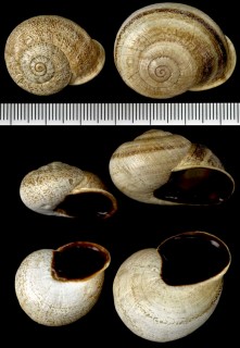スペインサラセンマイマイ Otala lactea small