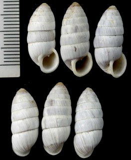クリイロオオタワラ Cerion incanum small