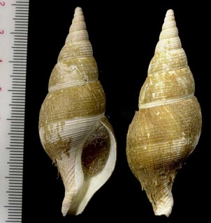ユウビツムバイ (世界図) Colus gracilis small
