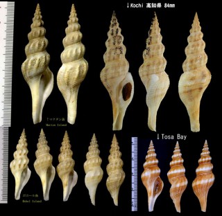 カマクライグチ Comitas kamakurana small