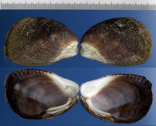 アマボウシ 尼帽子 Beguina semiorbiculata small