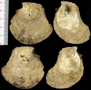 アメリカマクガイ Isognomon alatus small