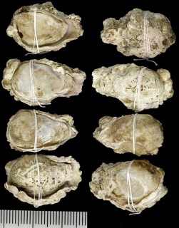 セミアサリ 蝉浅蜊 Claudiconcha japonica small