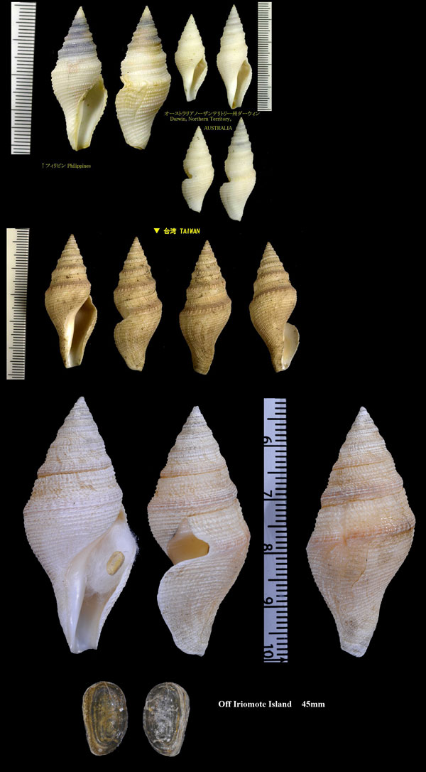 ホンシャジク Bathytoma atractoides small