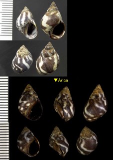 ヤッコタマキビ Littorina peruviana small