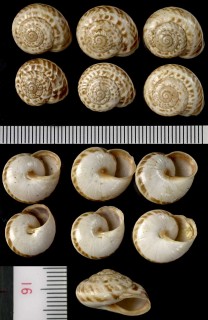 ウォールコマイマイの亜種02 Marmorana fuscolabiata apula small