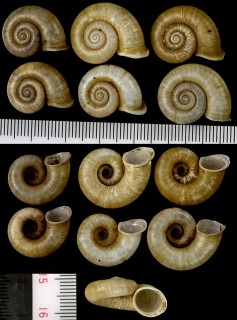 ヒラアツブタガイ Cyclotus discoideus small