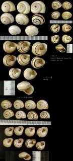 マジョルカコマイマイ Theba pisana small