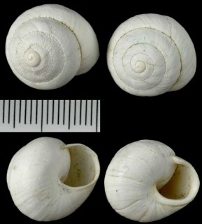 シロサバクマイマイ Sphincterochila fimbriata small
