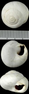 イスラエルのカタツムリ04 Sphincterochila zonata filia small