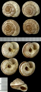 クーパーズロッキーマイマイ (仮称) Oreohelix strigosa cooperi small