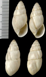 シマキセルモドキ Zebrina detrita small