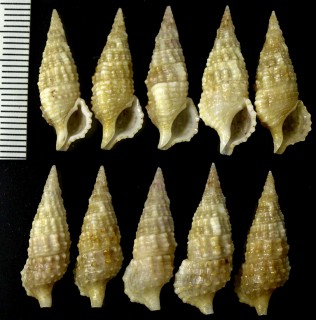 ツムガタカニモリ Cerithium lissum small