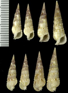 カザリカニモリ Rhinoclavis articulata small