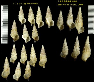 ハシナガツノブエ 嘴長角笛 Cerithium rostratum small