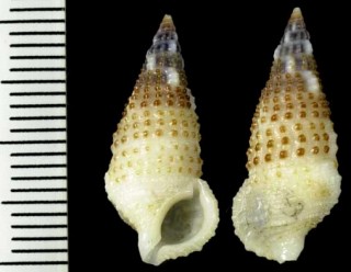 チュウクワノミカニモリ Cerithium traillii small