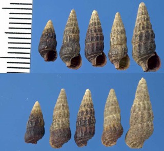 ニュージーランドウミニナ Zeacumantus subcarinatus small