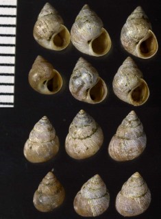 ウスイロオカチグサ Paludinella devilis small