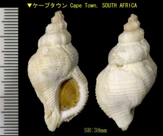 ワールベルクチヂミボラ (仮称) Nucella wahlbergi small