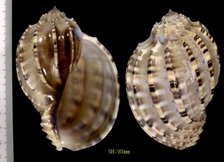 コトショクコウラ Harpa articularis small