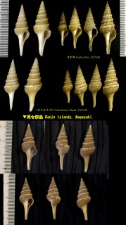 クダマキガイ Lophiotoma leucotropis small
