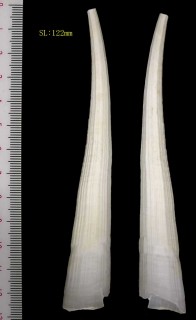 マダガスカルのツノガイ Fissidentalium metivieri small