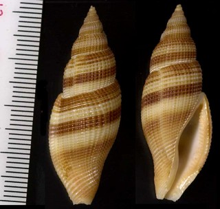 キヌメセコバイの仲間 未詳 Antemetula sp. small