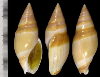 ヘラーリュウグウボタル Amalda vernedei herlaari small