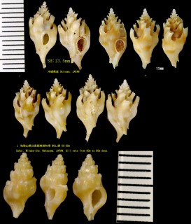 エントツヨウラク Siphonochelus japonicus small