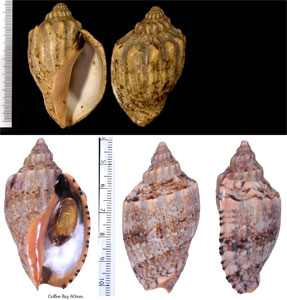 アフリカボラ Festilyria africana small