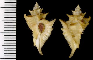 パナマのヨウラクガイの仲間 Murexiella perita small