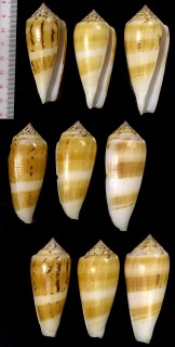 ツゲイモの一種 Conus ochroleucus pilkeyi small