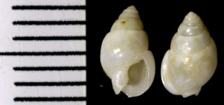 ムシロガイの仲間 和歌山未詳 Nassarius sp. small