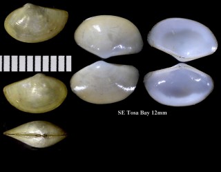 ソウヨウハトムギソデガイ 蒼洋鳩麦袖貝 Neilonella soyoae small