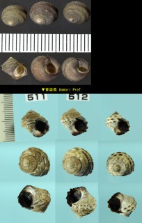 アツタマキビ Littorina mandshurica small