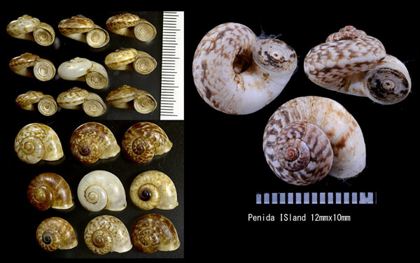 セレベスのアツブタガイの一種03 Cyclotus reticulatus small
