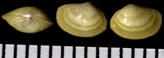 キビソデガイの仲間 未詳 Yoldiella sp. small