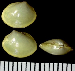 クルミガイの一種 和歌山未詳 Ennucula sp. small