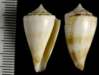 ニッポンイモ ? Conus japonica small